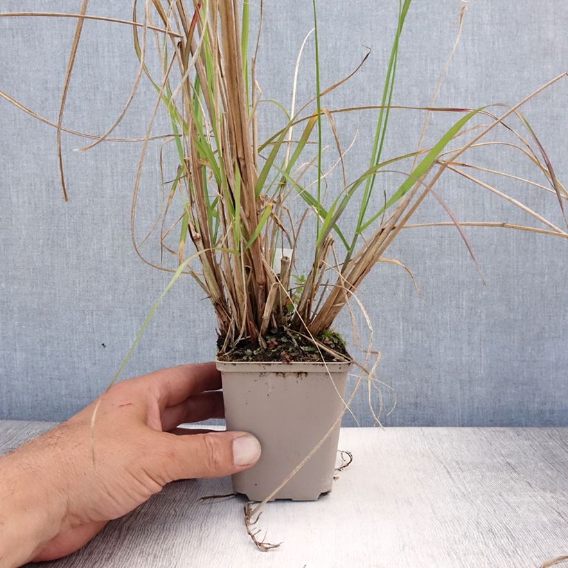 Spécimen de Pennisetum alopecuroides National Arboretum - Herbe aux écouvillons pourpres Godet de 8/9 cm tel que livré en été