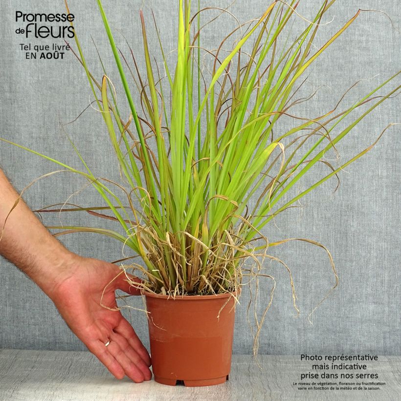 Spécimen de Pennisetum alopecuroides National Arboretum - Herbe aux écouvillons pourpres Pot de 1L/1,5L tel que livré en été