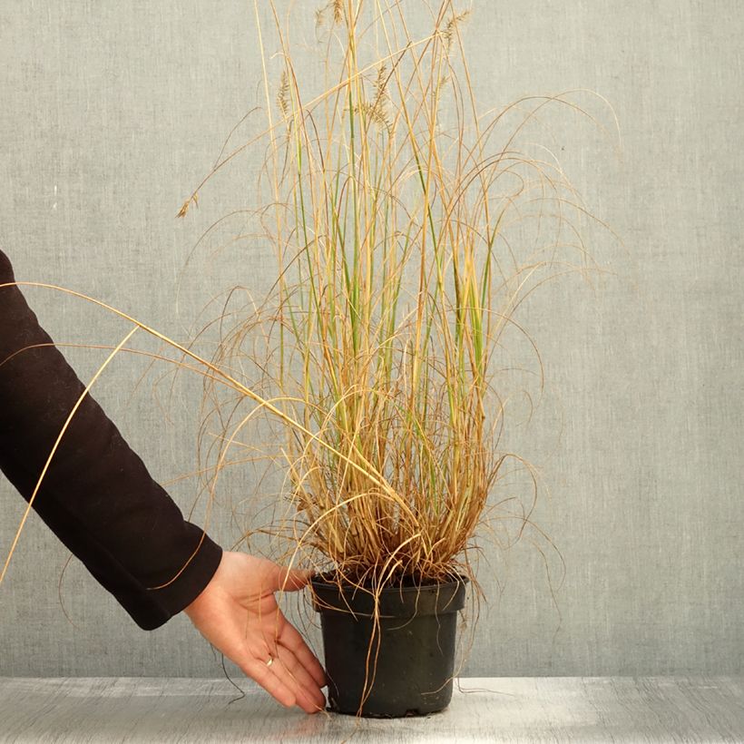 Spécimen de Pennisetum alopecuroides National Arboretum - Herbe aux écouvillons pourpres Pot de 3L/4L tel que livré en automne