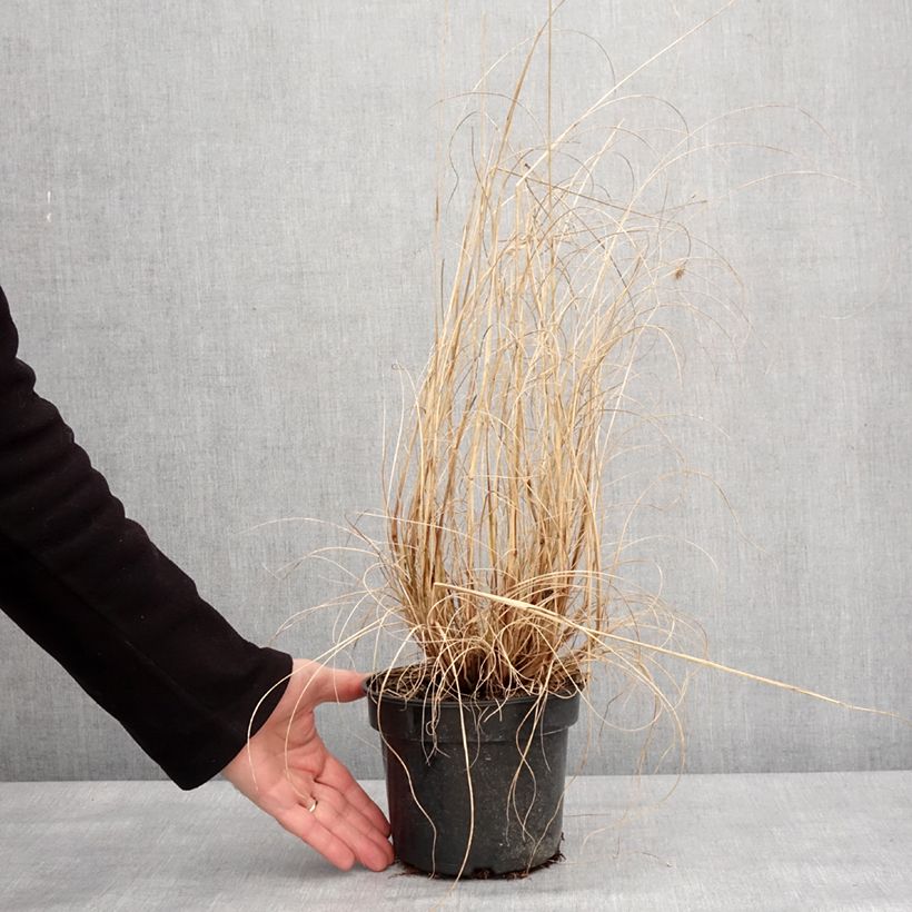 Spécimen de Pennisetum alopecuroides National Arboretum - Herbe aux écouvillons pourpres - Pot de 3L/4L tel que livré en hiver
