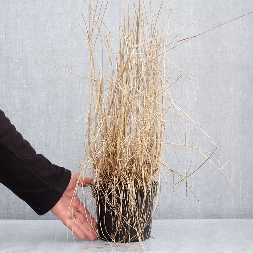 Spécimen de Pennisetum alopecuroides National Arboretum - Herbe aux écouvillons pourpres - Pot de 3L/4L tel que livré au printemps