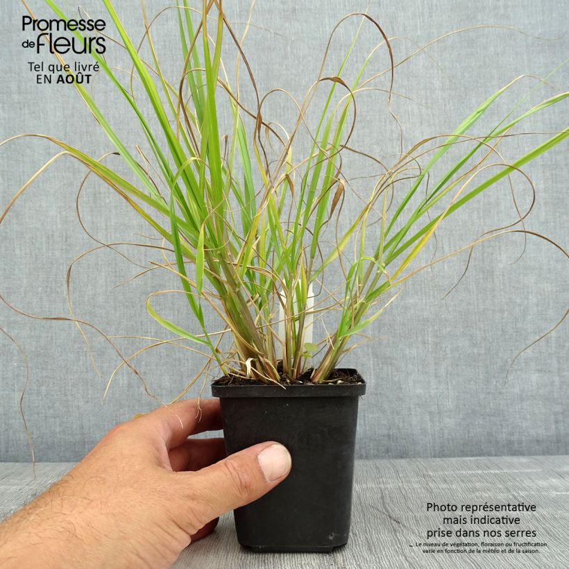 Spécimen de Pennisetum alopecuroides Red Head - Herbe aux écouvillons Godet de 8/9 cm tel que livré en été