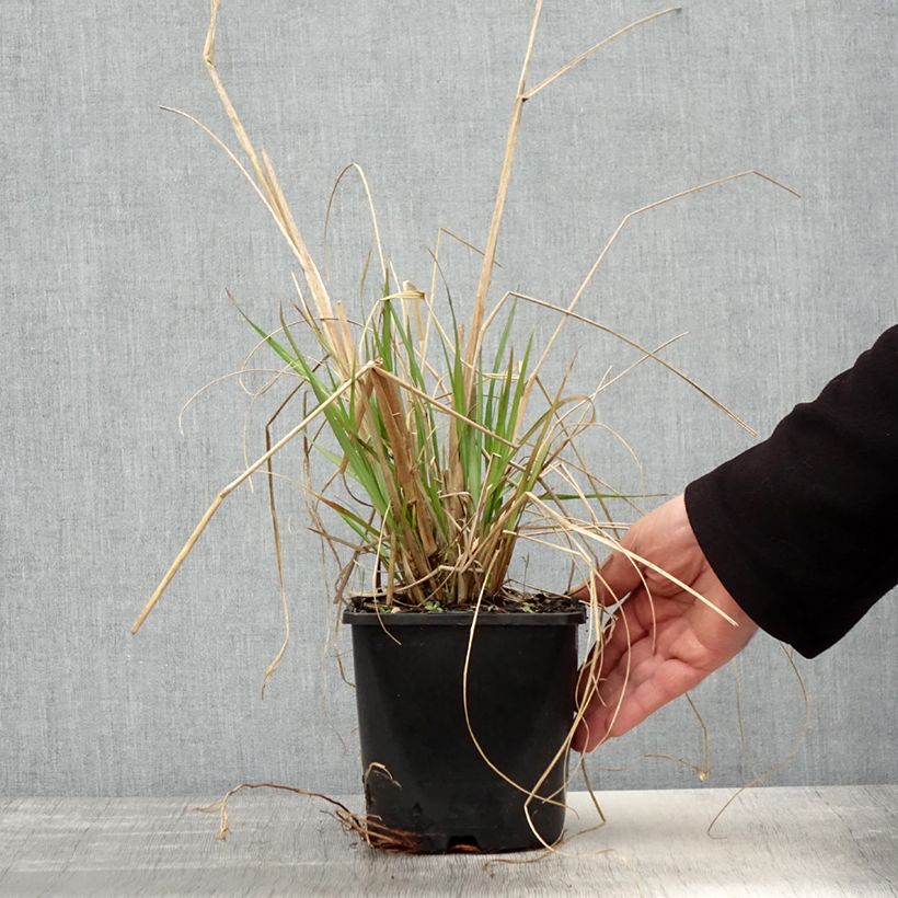 Spécimen de Pennisetum alopecuroides Red Head - Herbe aux écouvillons - pot de 2L/3L tel que livré au printemps