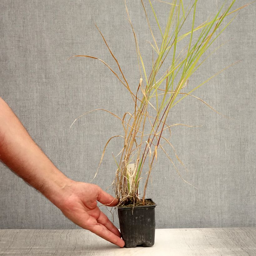 Spécimen de Pennisetum incomptum - Herbe aux écouvillons. Godet de 8/9 cm tel que livré en été