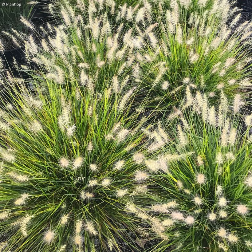 Pennisetum alopecuroides Lumen Gold - Herbe aux écouvillons (Floraison)