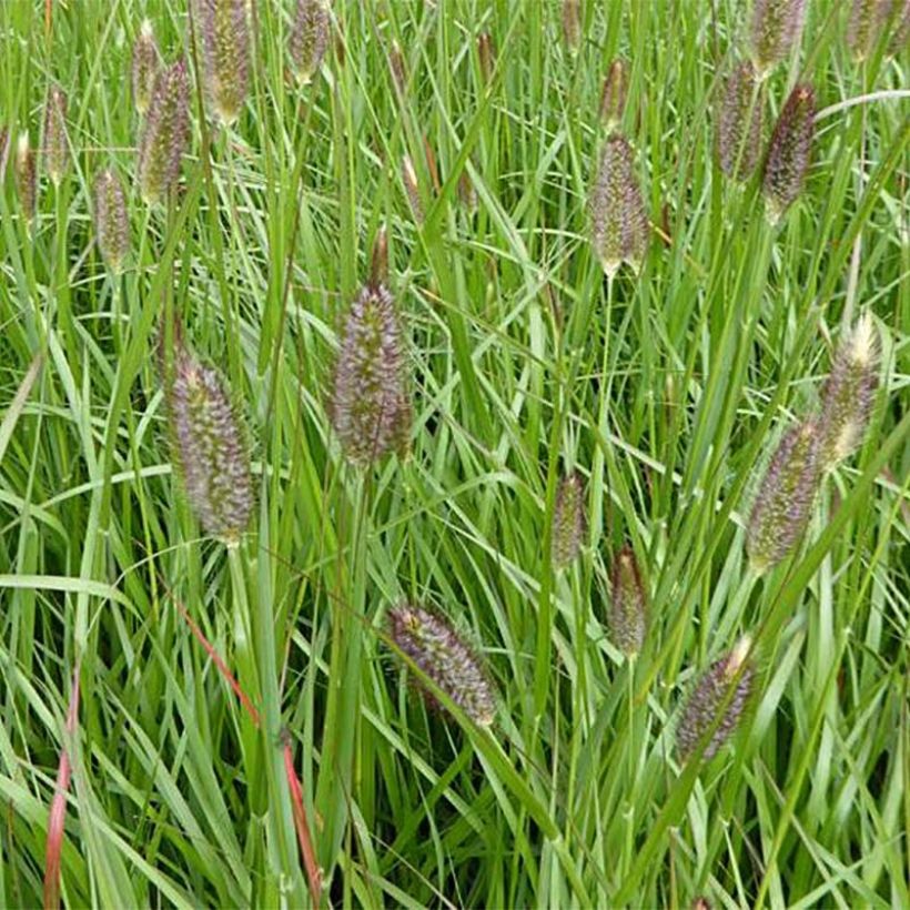 Pennisetum massaicum Red Bunny Tail (Floraison)