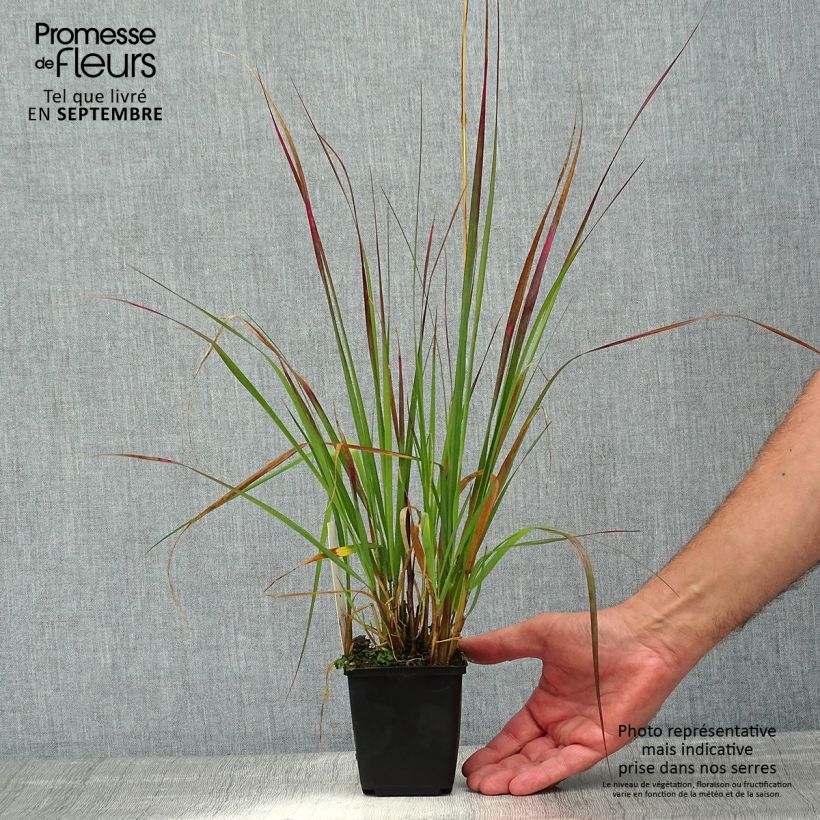 Spécimen de Pennisetum massaicum Red Bunny Tail Godet de 8/9 cm tel que livré en été