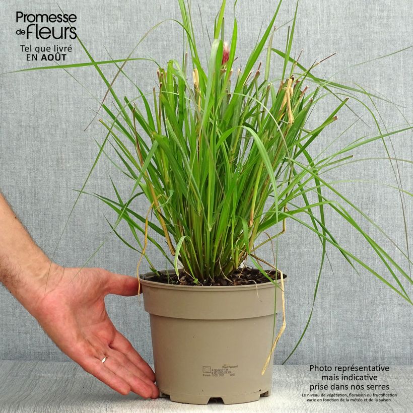 Spécimen de Pennisetum massaicum Red Bunny Tail Pot de 2L/3L tel que livré en été