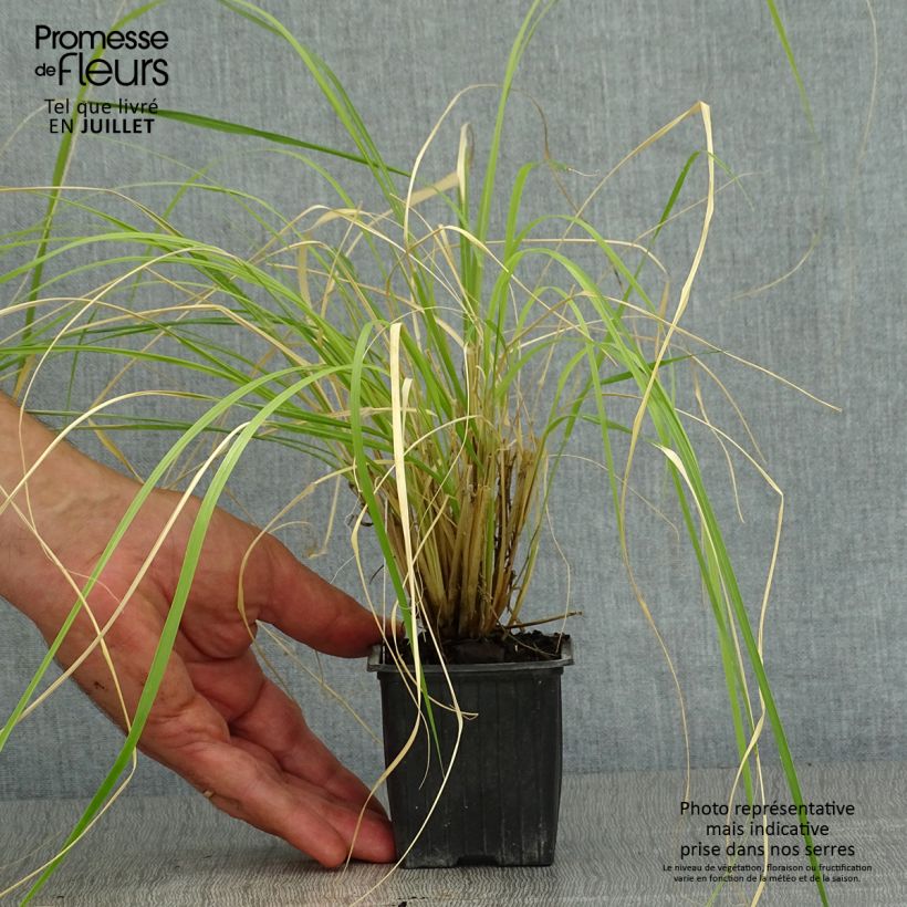 Spécimen de Pennisetum massaicum Red Button - Herbe aux écouvillons rouges  Godet de 8/9 cm tel que livré en été