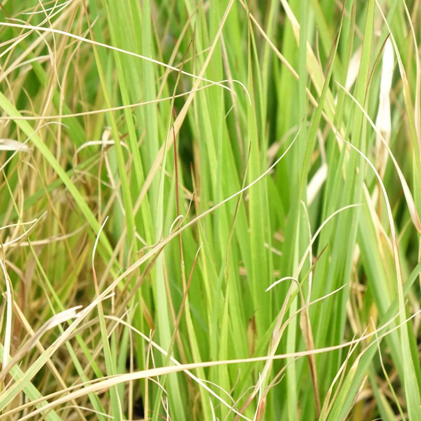 Pennisetum massaicum Red Button - Herbe aux écouvillons rouges (Feuillage)