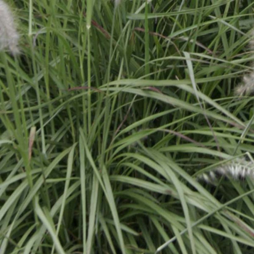 Pennisetum orientale - Herbe aux écouvillons  (Feuillage)