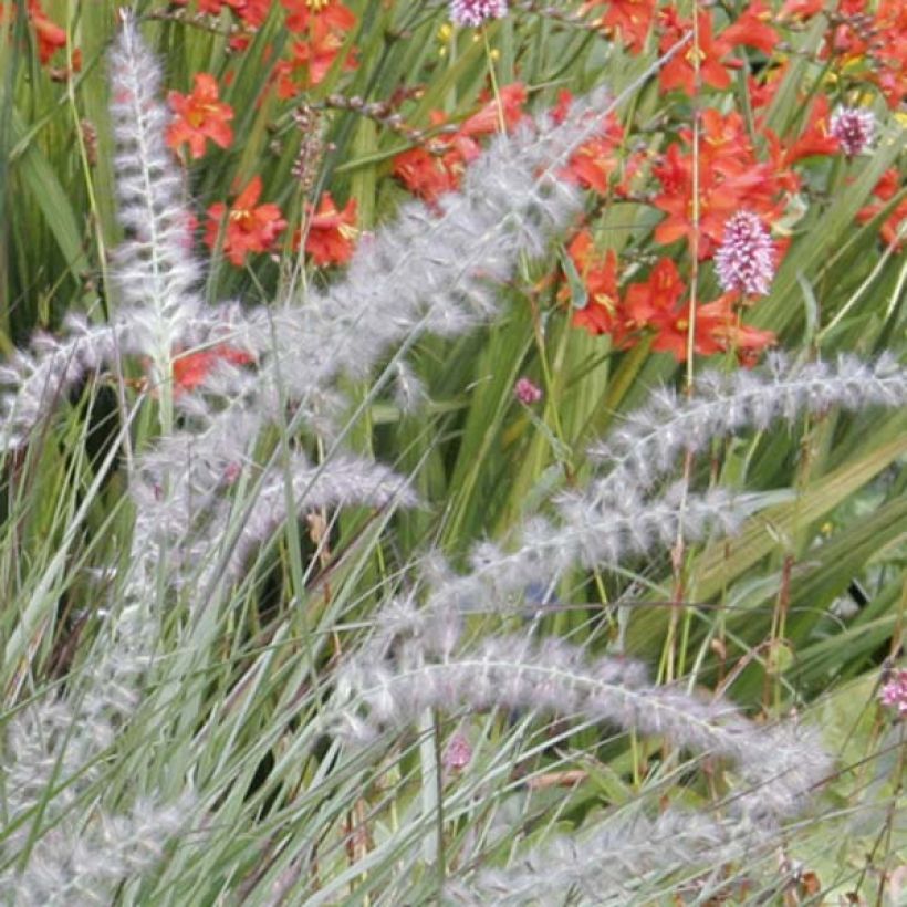 Pennisetum orientale - Herbe aux écouvillons  (Floraison)