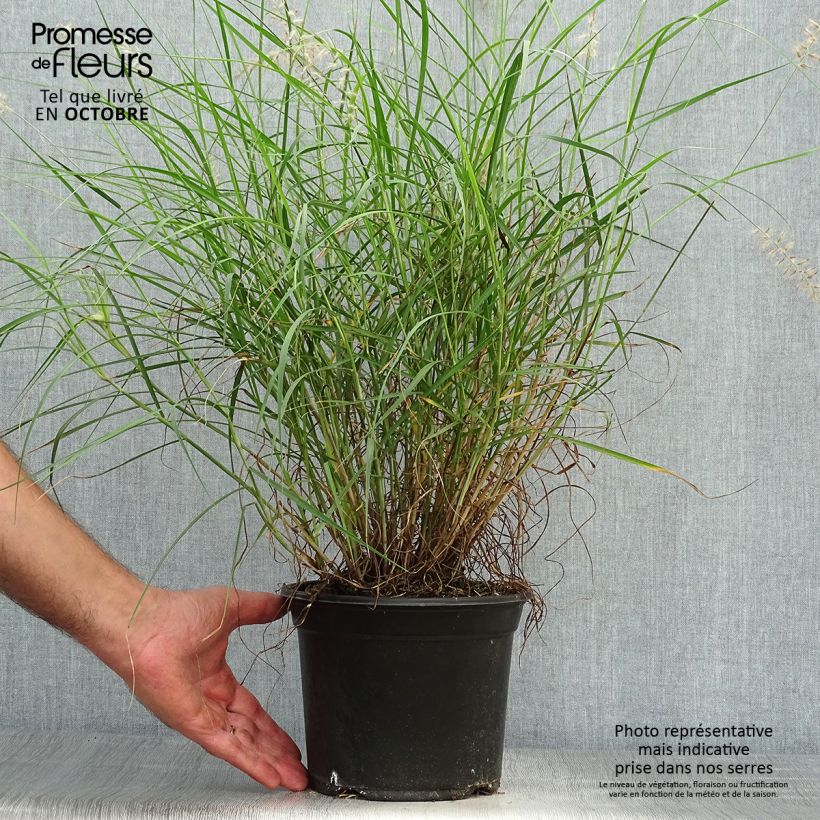 Spécimen de Pennisetum orientale - Herbe aux écouvillons  Pot de 2L/3L tel que livré en automne