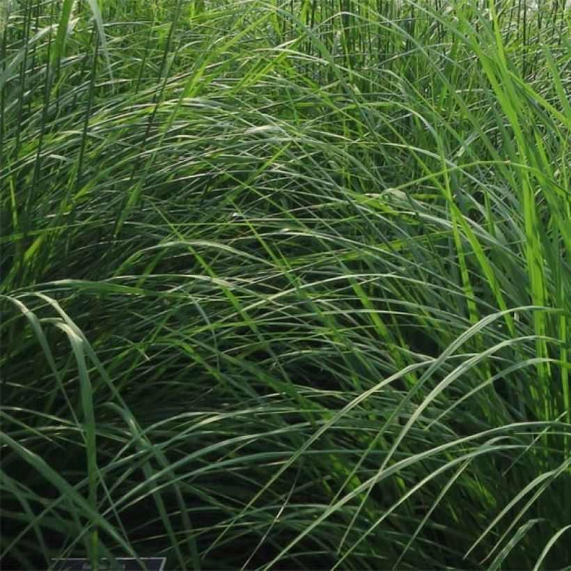 Pennisetum orientale Fairy Tails - Herbe aux écouvillons (Feuillage)