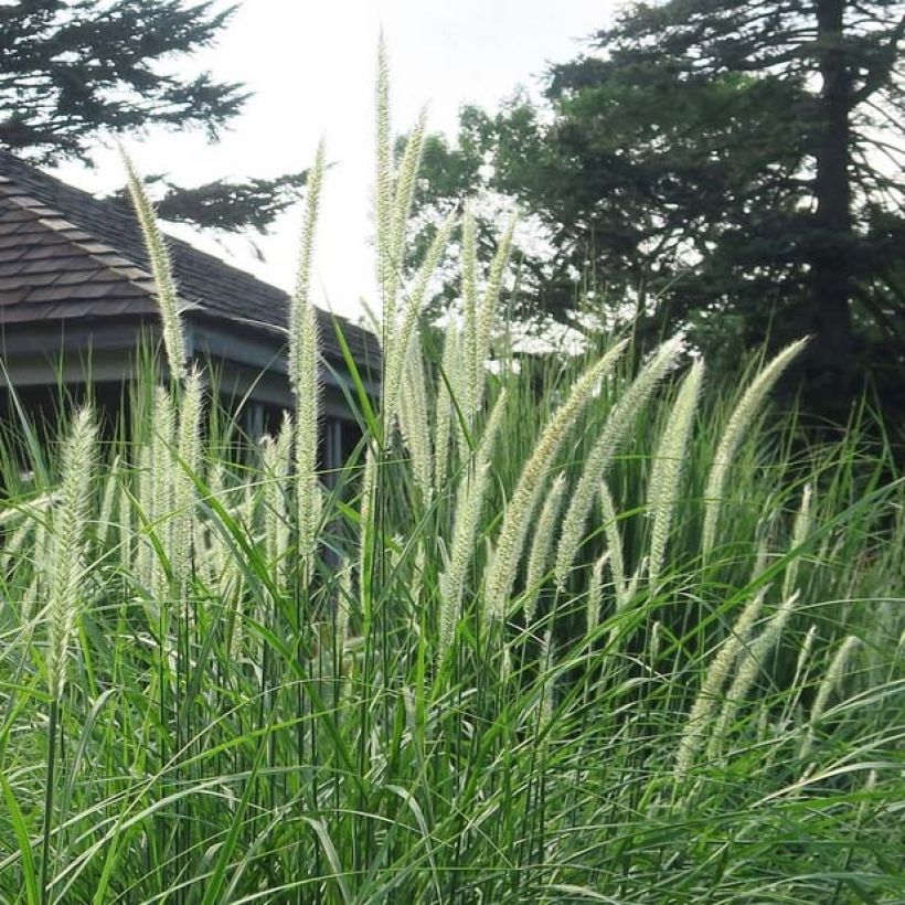 Pennisetum orientale Fairy Tails - Herbe aux écouvillons (Floraison)