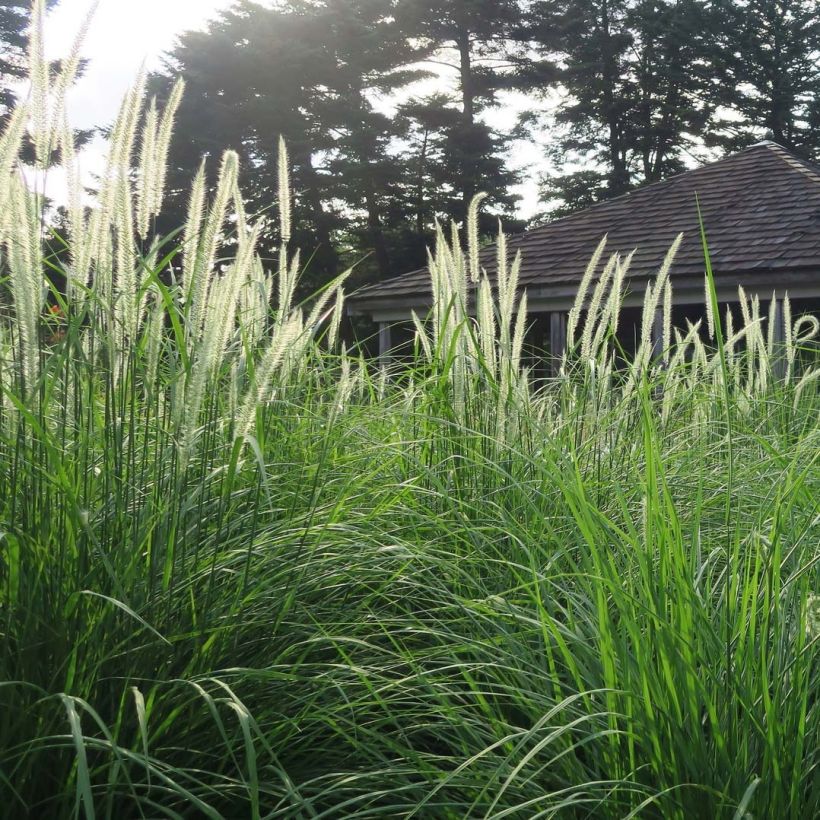 Pennisetum orientale Fairy Tails - Herbe aux écouvillons (Port)