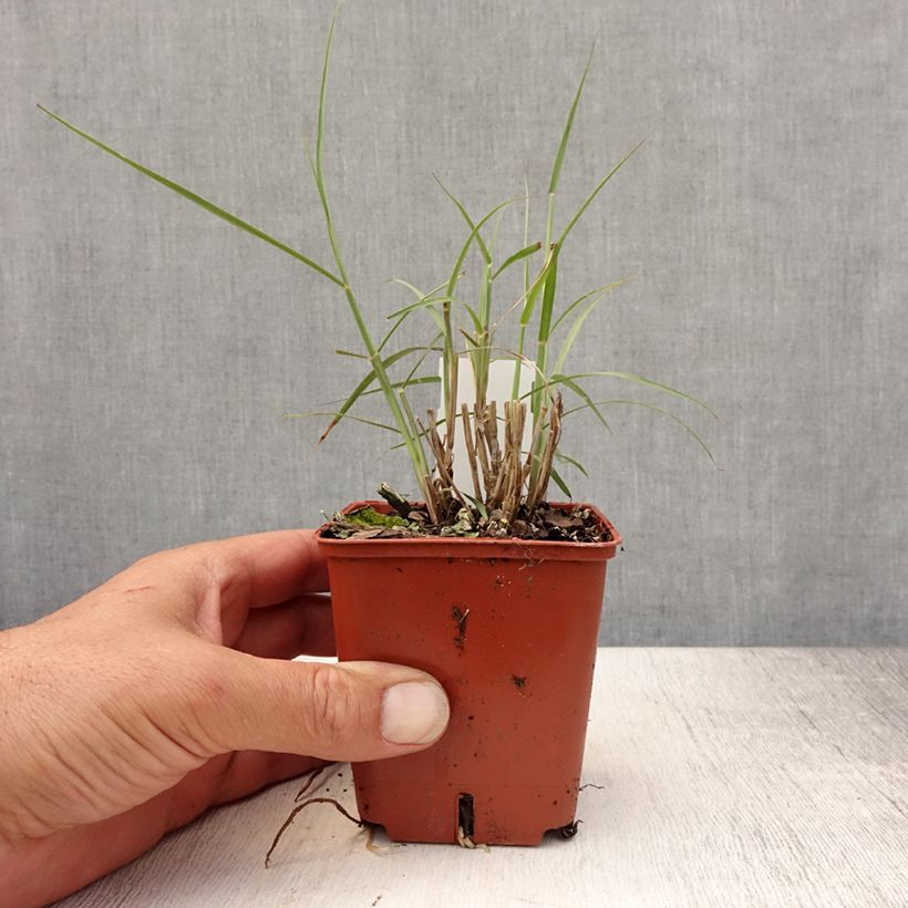 Spécimen de Pennisetum orientale JS Dance With Me - Herbe aux écouvillons Godet de 8/9 cm tel que livré en été