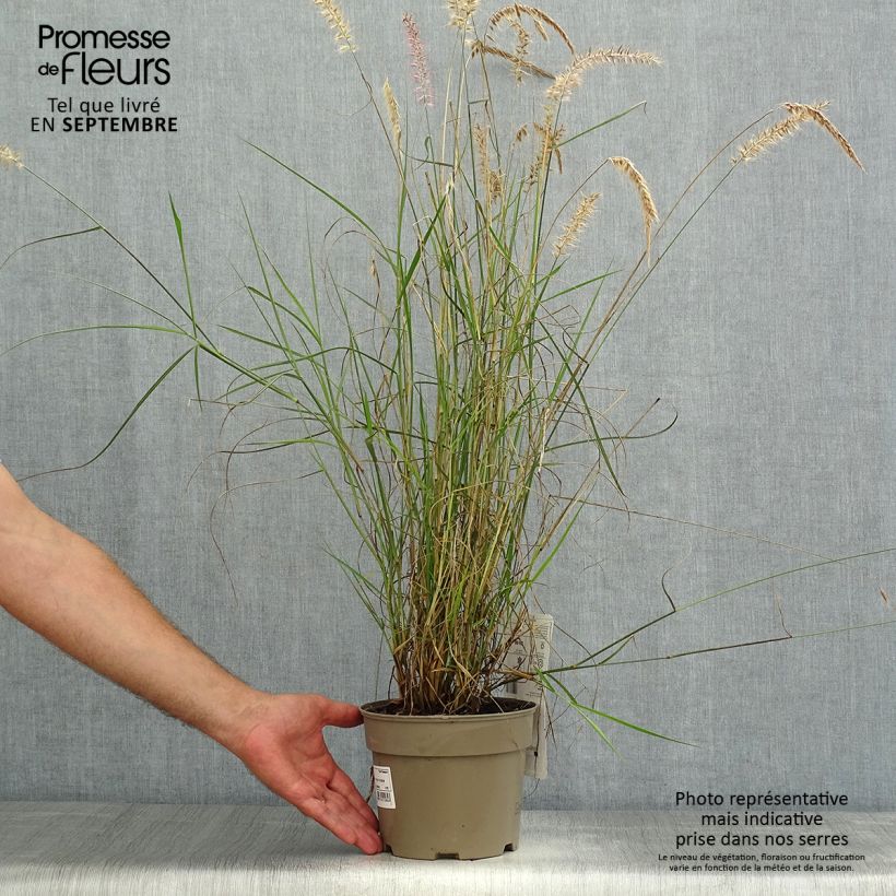 Spécimen de Pennisetum orientale Karley Rose - Herbe aux écouvillons roses Pot de 2L/3L tel que livré en été
