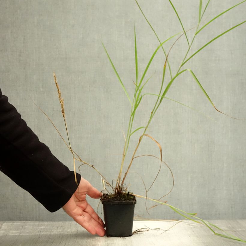 Spécimen de Pennisetum orientale Shogun - Herbe aux écouvillons Godet de 8/9 cm tel que livré en automne
