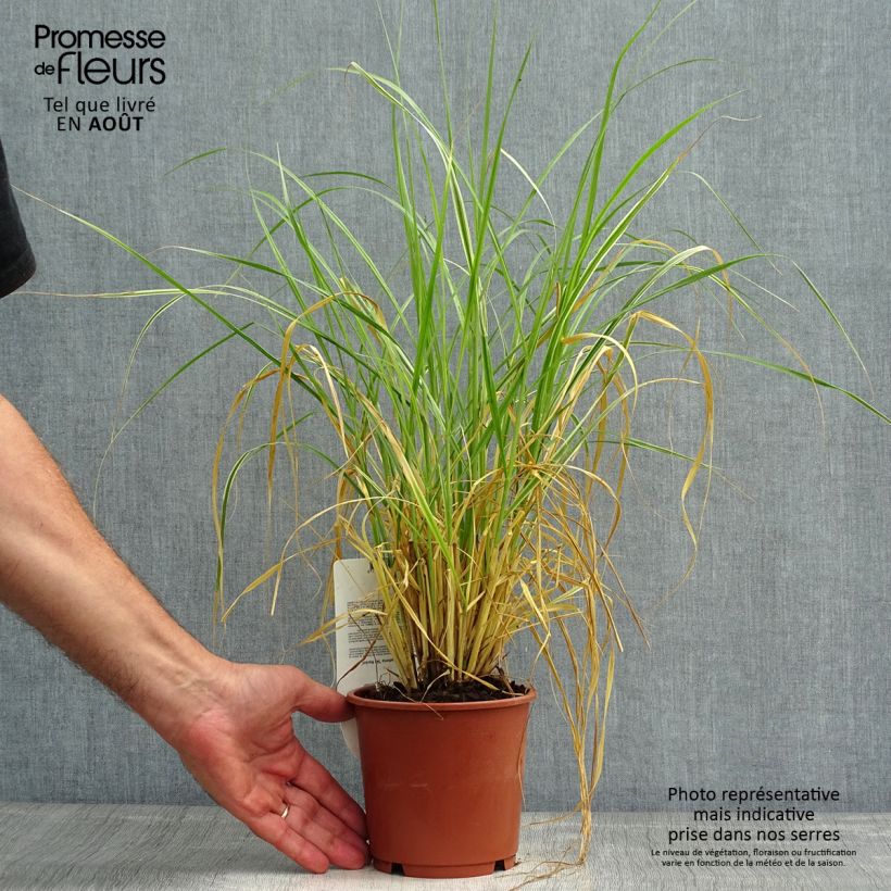 Spécimen de Pennisetum setaceum Skyrocket - Herbe aux écouvillons Pot de 1L/1,5L tel que livré en été