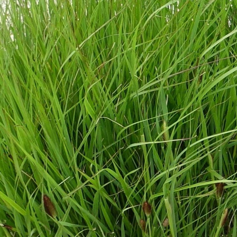 Pennisetum thunbergii - Herbe aux écouvillons pourpres (Feuillage)