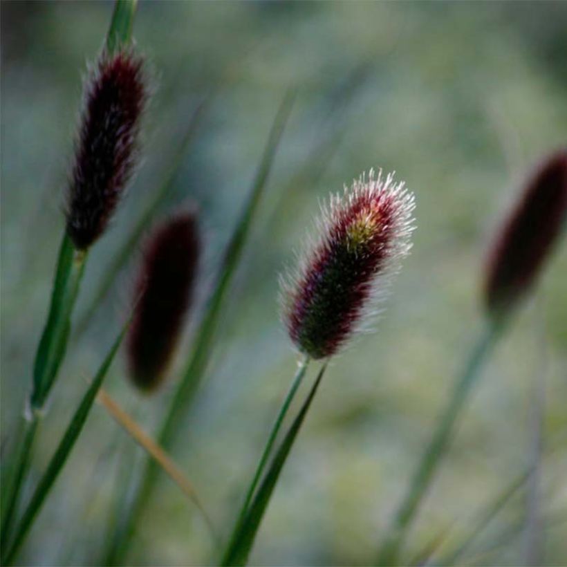 Pennisetum thunbergii - Herbe aux écouvillons pourpres (Floraison)