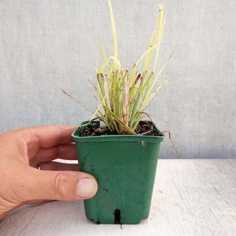 Spécimen de Pennisetum Windy Simonette - Herbe aux écouvillons Godet de 8/9 cm tel que livré en été
