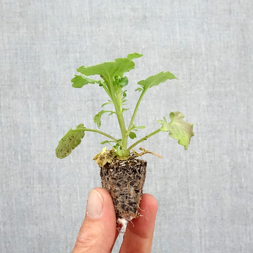 Spécimen de Pensée à fleurs ondulées Frizzle Orange Mini-motte - Mottes de 3,8 x 3,2 cm en plaque de culture par 16 Jardimotte : motte 3,8 cm x 3,2 cm en plaque de culture par 16, Plant vert de 5 cm de haut environ tel que livré en automne