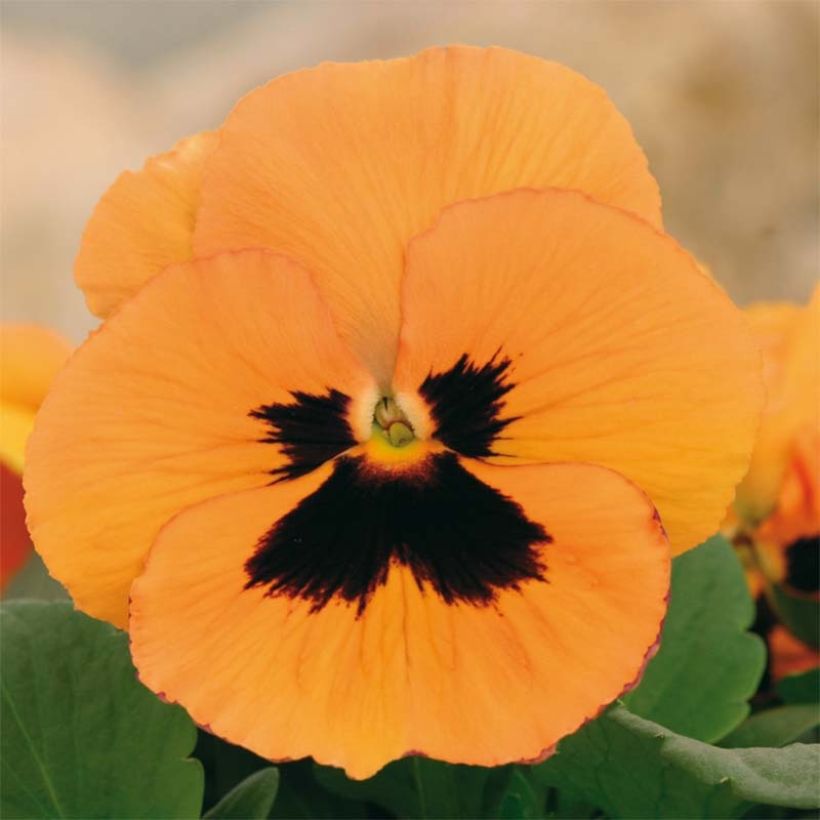 Pensée Inspire Orange à macule Mini-motte - Viola (x) witrockiana (Floraison)