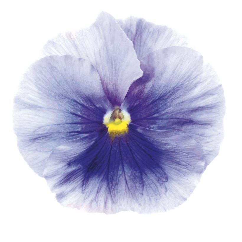 Pensée Inspire Silver Blue miini-motte - Mottes de 3,8 x 3,2 cm en plaque de culture par 16 - Viola (x) witrockiana / Viola Carrera Azure (Floraison)