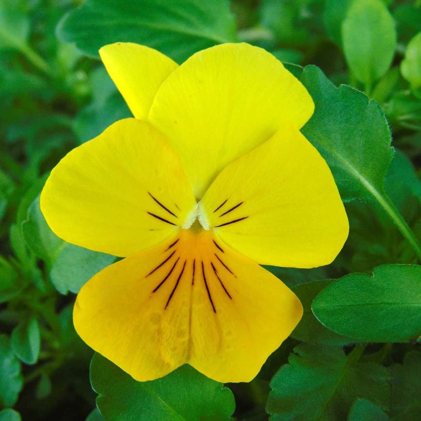 Pensée retombante Cool Wave Golden Yellow mini-mottes - Viola wittrockiana (Floraison)
