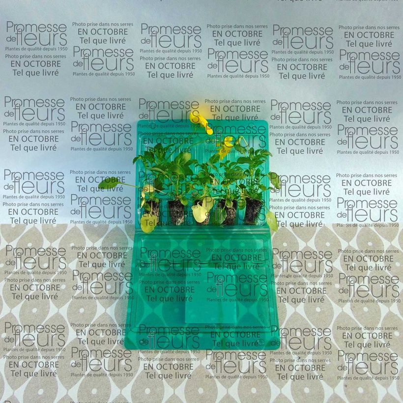 Spécimen de Pensée retombante Cool Wave Golden Yellow mini-mottes - Viola wittrockiana tel que livré en printemps