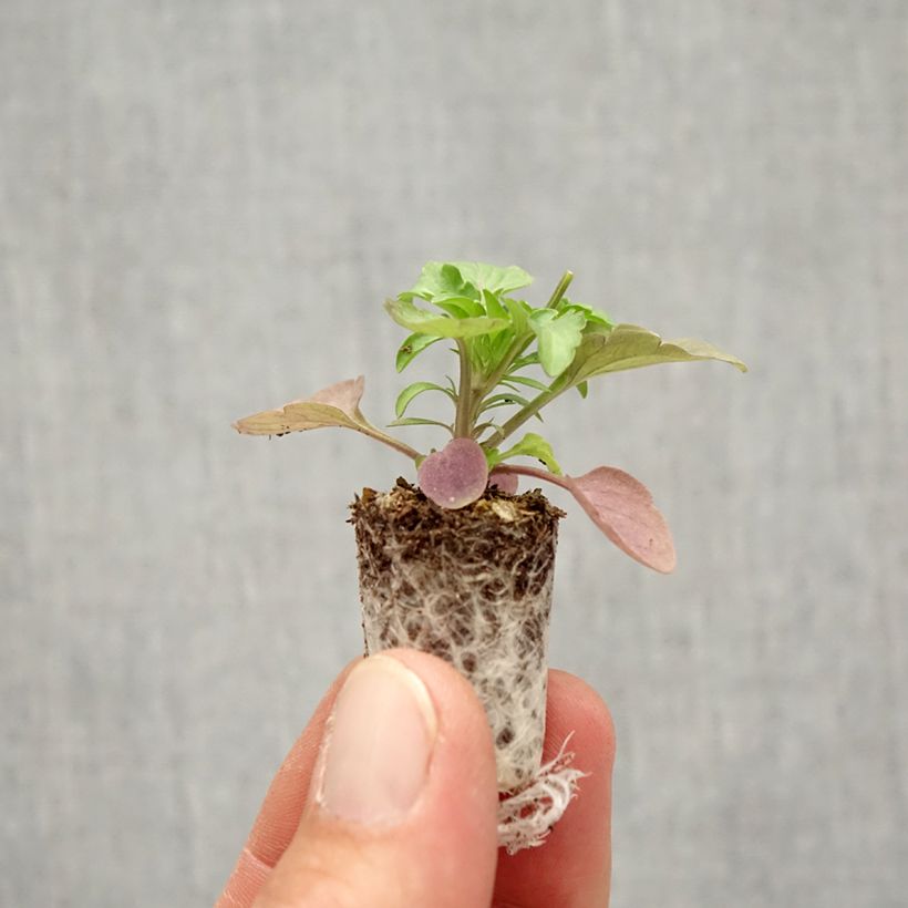 Spécimen de Pensée retombante Cool Wave® Frost Mini-motte - Viola wittrockiana  Mini-motte Ø 1,5/2,5 cm, Plant vert de 3 à 5 cm de haut environ tel que livré en automne