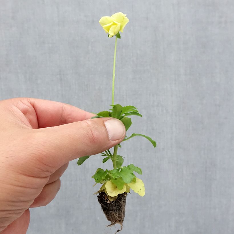 Spécimen de Pensée retombante Cool Wave Lemon Improved Mini-motte Minimotte : motte 2,2 cm x 2 cm en plaque de culture par 35, Plant vert de 3 cm de haut environ tel que livré en automne