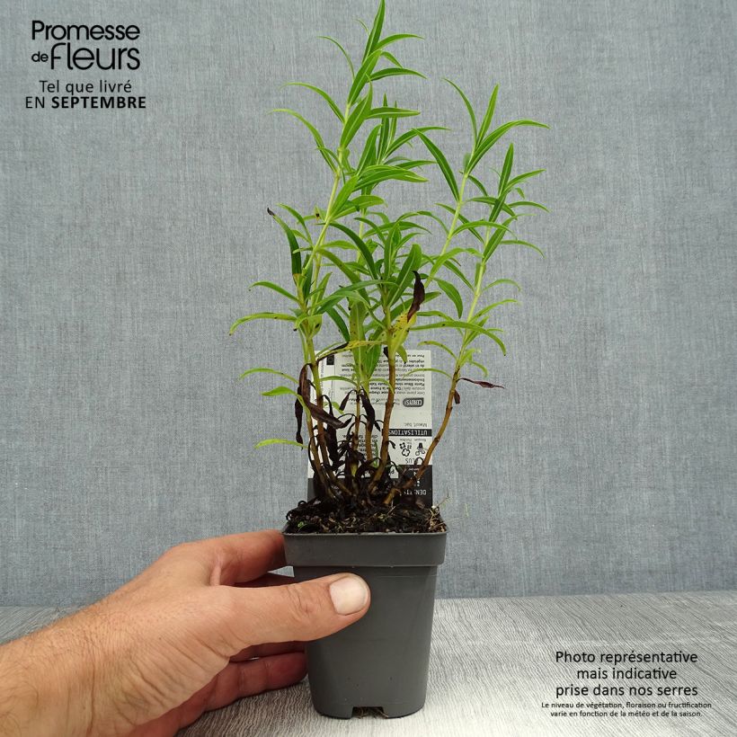 Spécimen de Penstemon Apple Blossom - Galane Godet de 8/9 cm tel que livré en été
