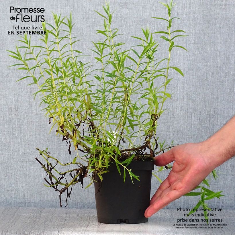 Spécimen de Penstemon Apple Blossom - Galane Pot de 2L/3L tel que livré en été