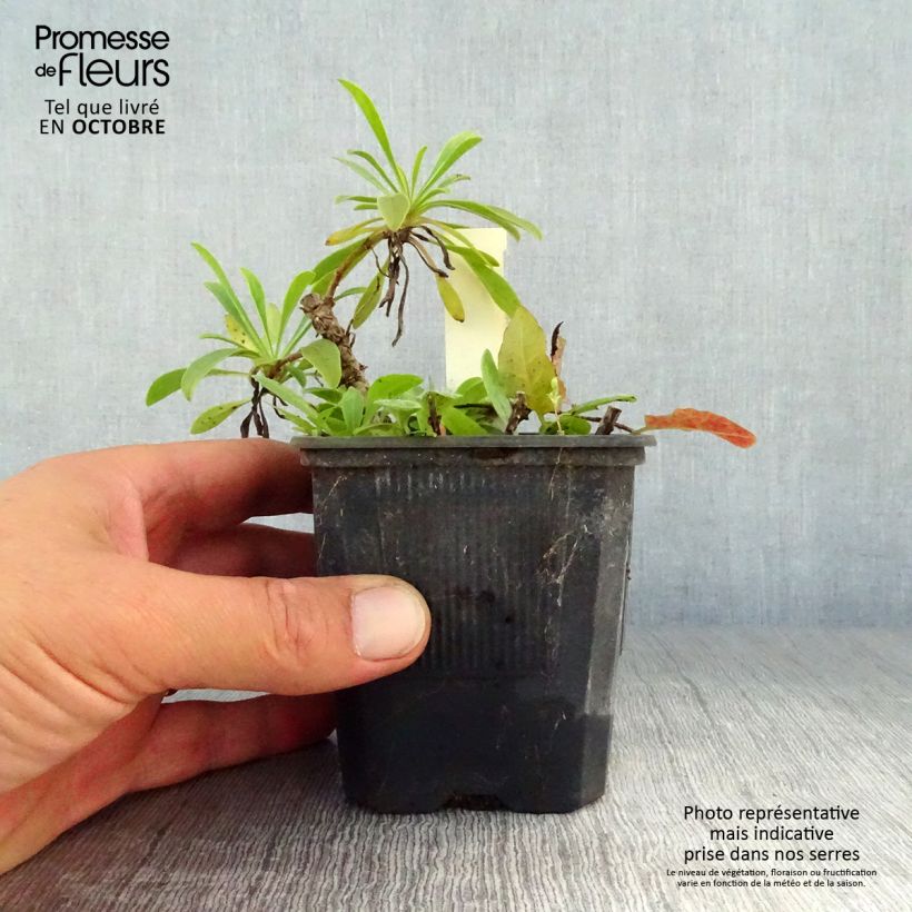 Spécimen de Penstemon barbatus Coccineus - Galane Godet de 8/9 cm tel que livré en automne
