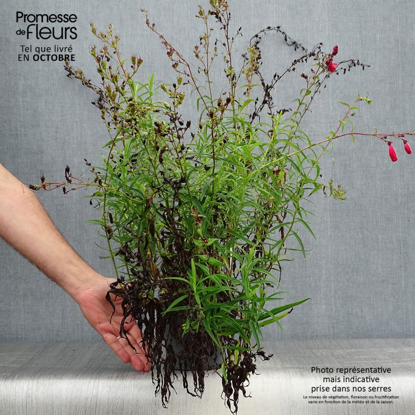 Spécimen de Penstemon barbatus Coccineus - Galane Pot de 2L/3L tel que livré en automne