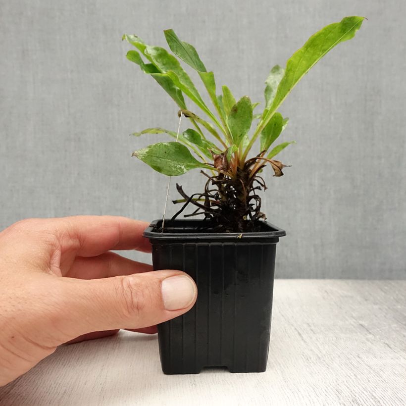 Spécimen de Penstemon eatonii - Penstémon d'Eaton, galane Godet de 8/9 cm tel que livré en été