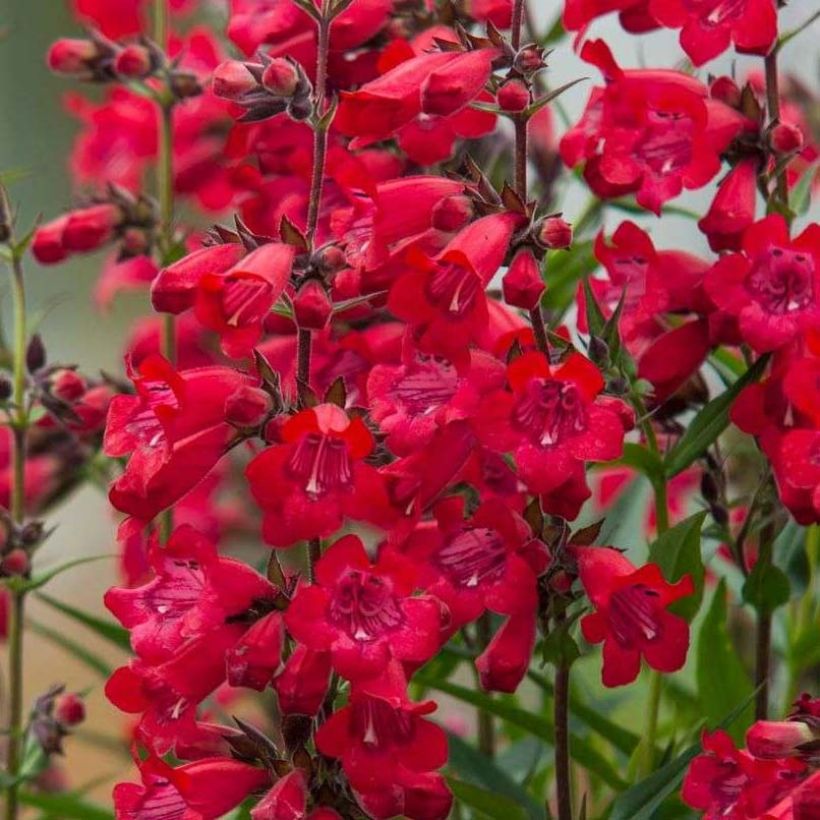 Penstemon Harlequin Red - Galane (Floraison)