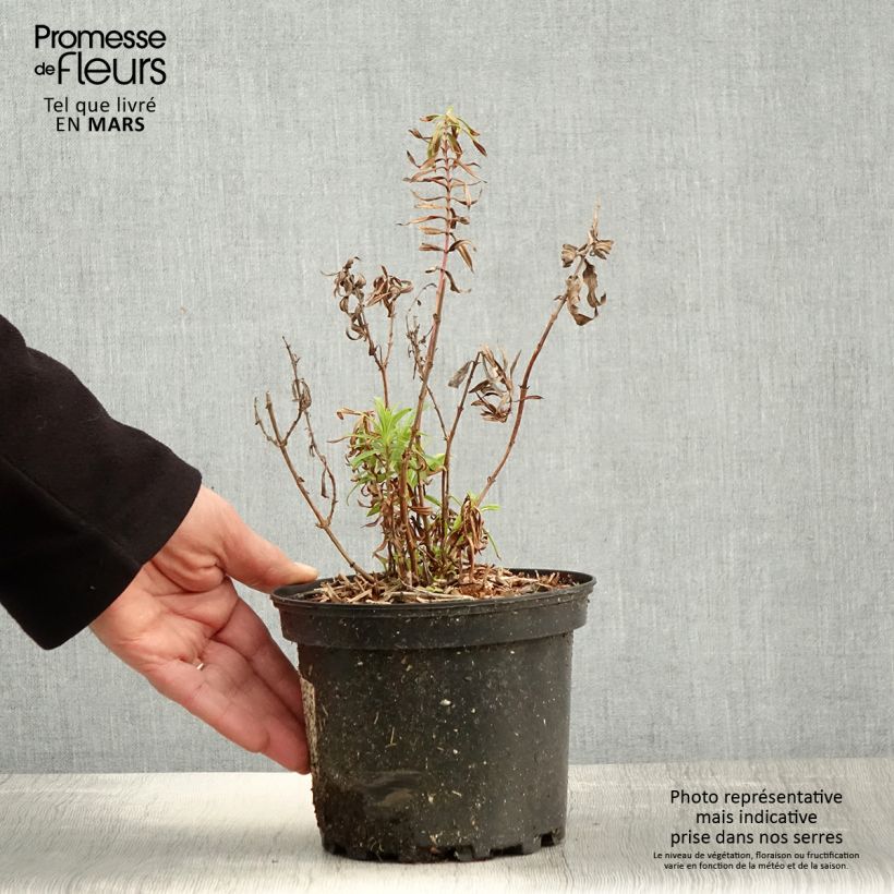 Spécimen de Penstemon Hewell Pink Bedder - Galane - Pot de 2L/3L tel que livré au printemps