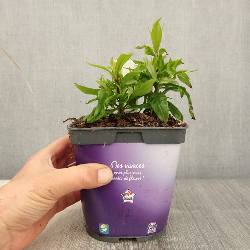 Spécimen de Penstemon hybride Blackbird - Galane en pot de 2L/3L tel que livré au printemps