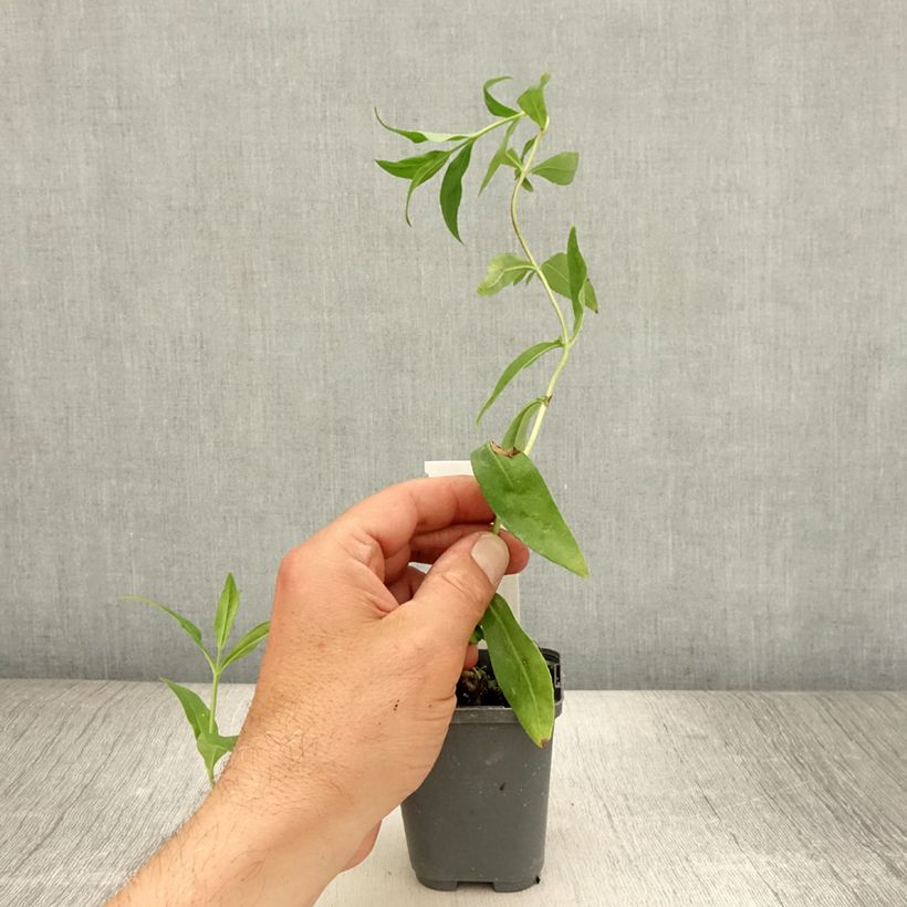 Spécimen de Penstemon hybride Gloire des Quatre Rues - Galane Godet de 8/9 cm tel que livré en été