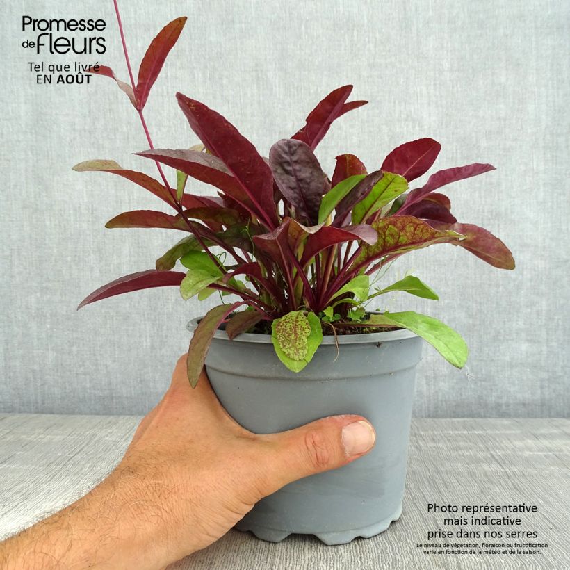 Spécimen de Penstemon hybride Husker Red - Galane Pot de 2L/3L tel que livré en été