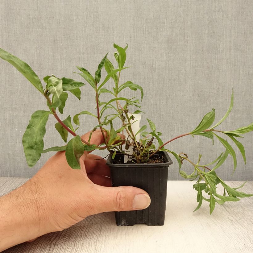 Spécimen de Penstemon hybride Midnight - Galane Godet de 8/9 cm tel que livré en été