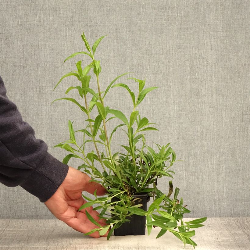 Spécimen de Penstemon hybride Russian River - Galane Godet de 8/9 cm tel que livré en été