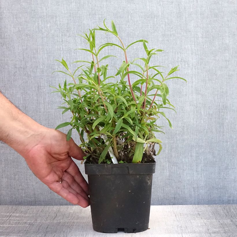 Spécimen de Penstemon hybride Schoenholzeri - Galane Pot de 2L/3L tel que livré en été