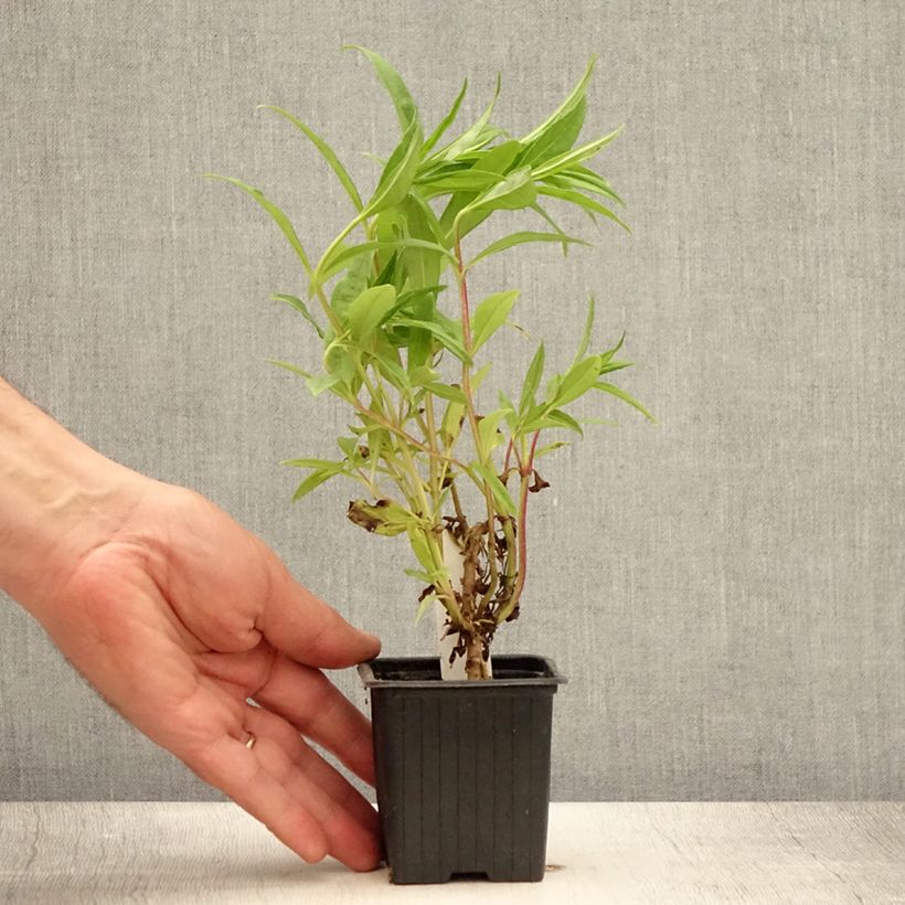 Spécimen de Penstemon Le Phare - Galane Godet de 8/9 cm tel que livré en été