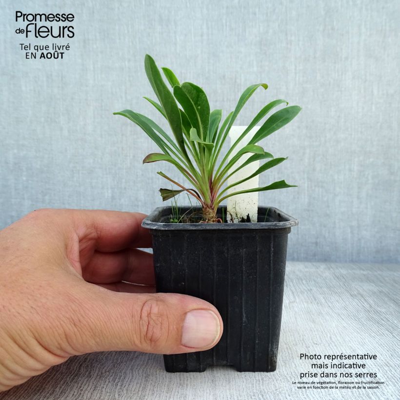 Spécimen de Penstemon mensarum - Galane Godet de 8/9 cm tel que livré en été