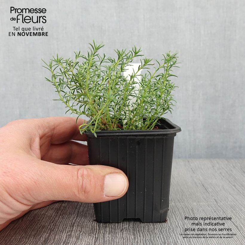 Spécimen de Penstemon pinifolius Mersea Yellow - Galane à feuilles de pin Godet de 8/9 cm tel que livré en automne